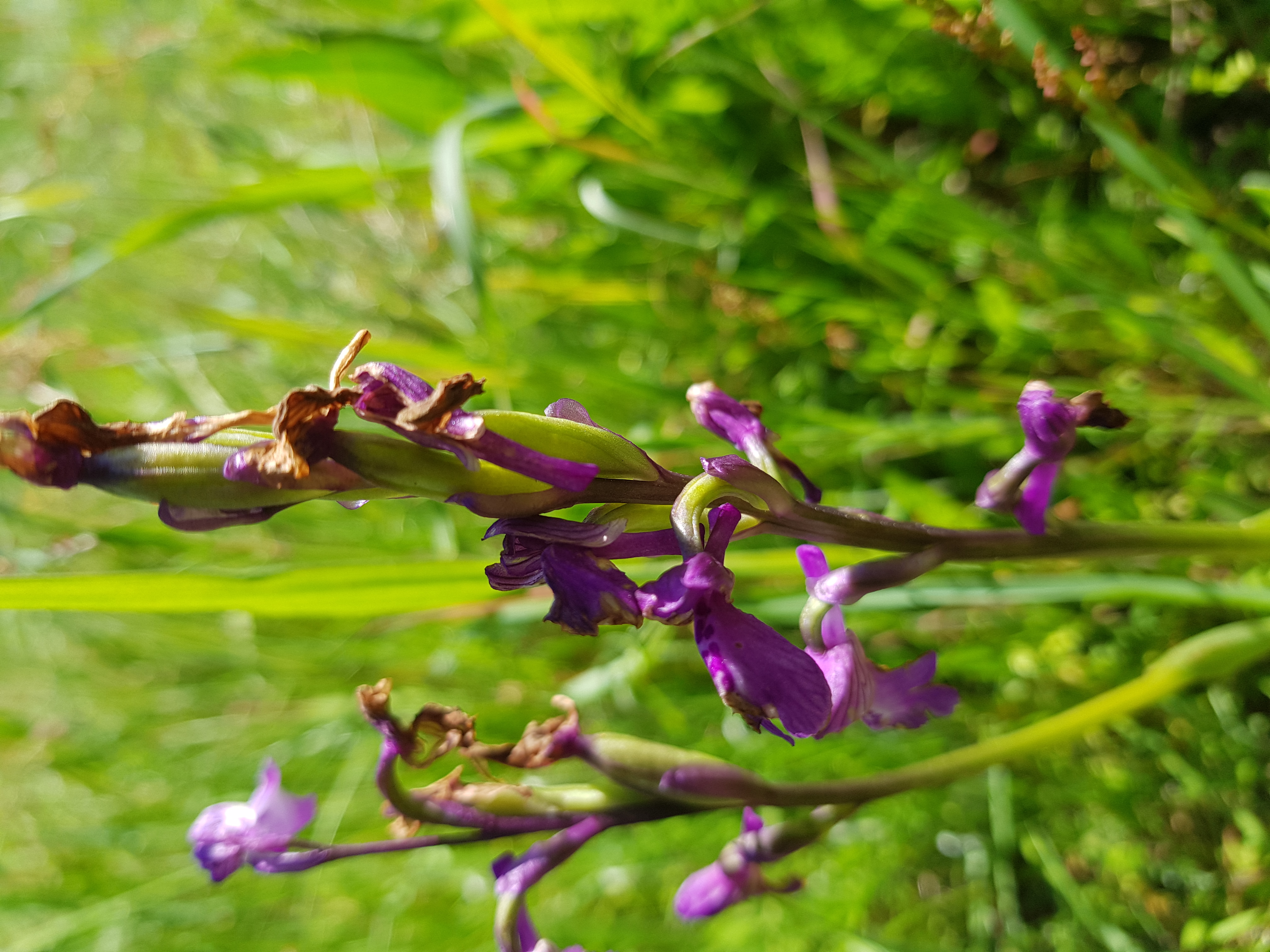 Fleurs de Anacamptis morio