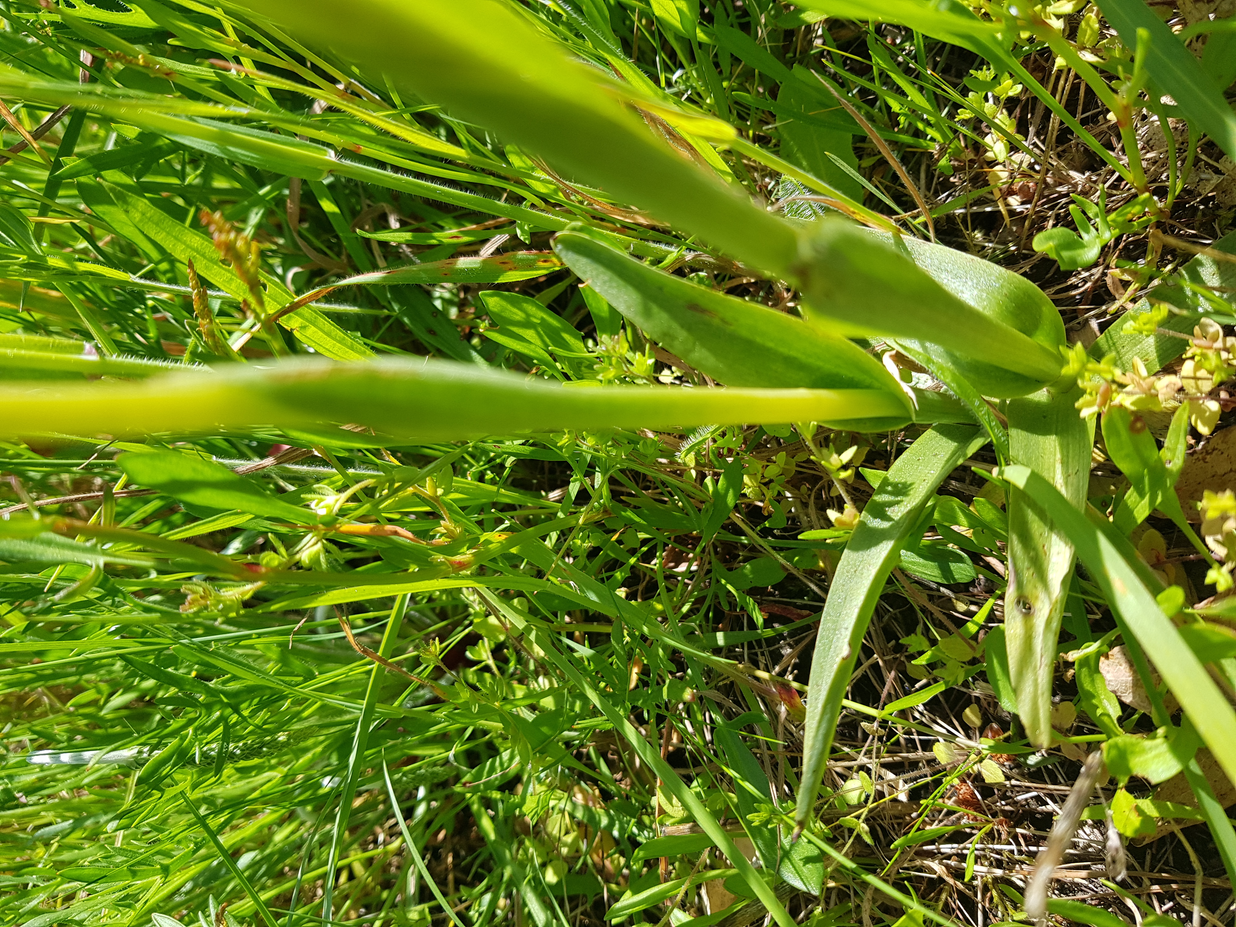 Feuilles de Anacamptis morio