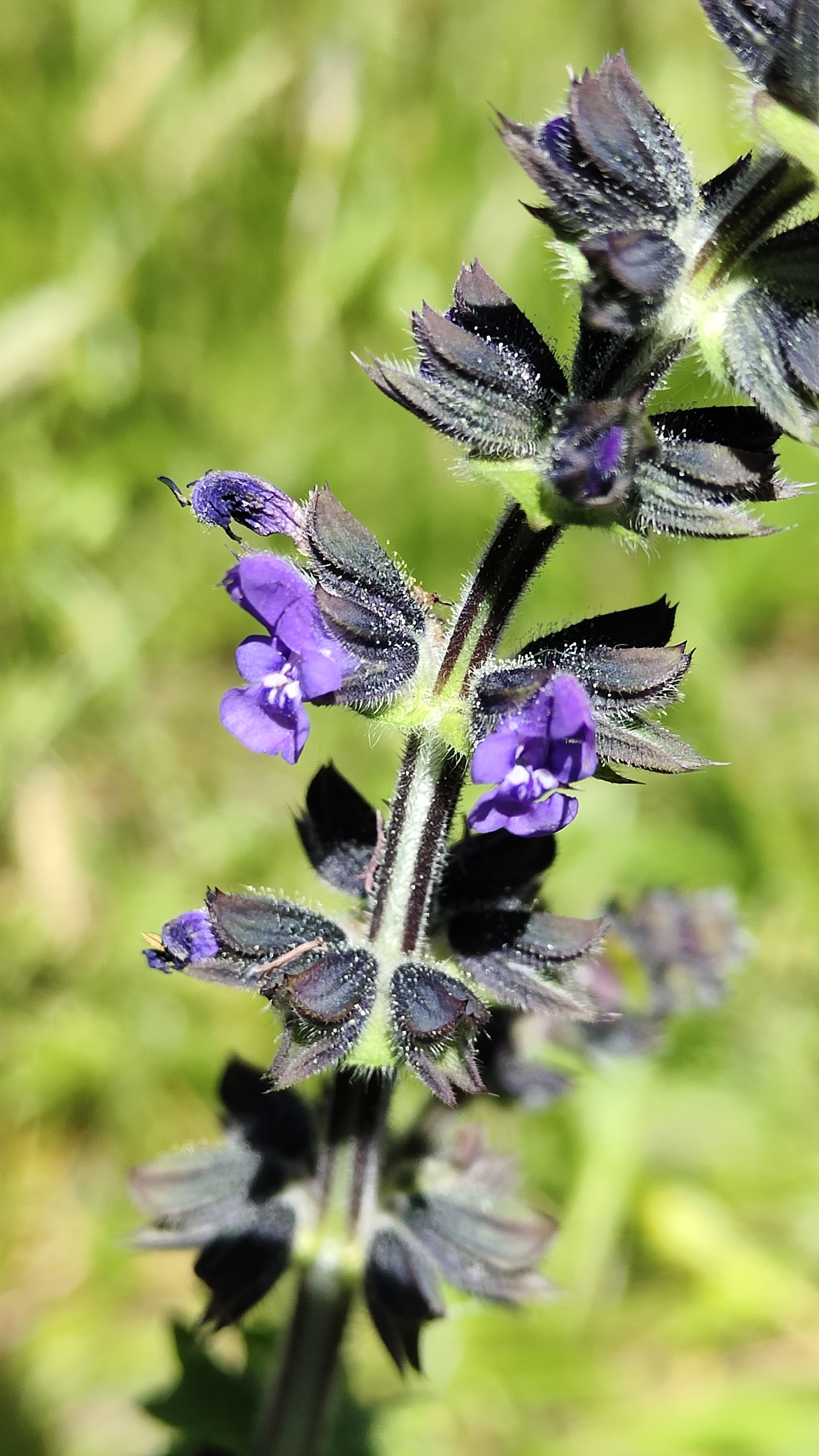 Fleurs de Salvia verbenaca
