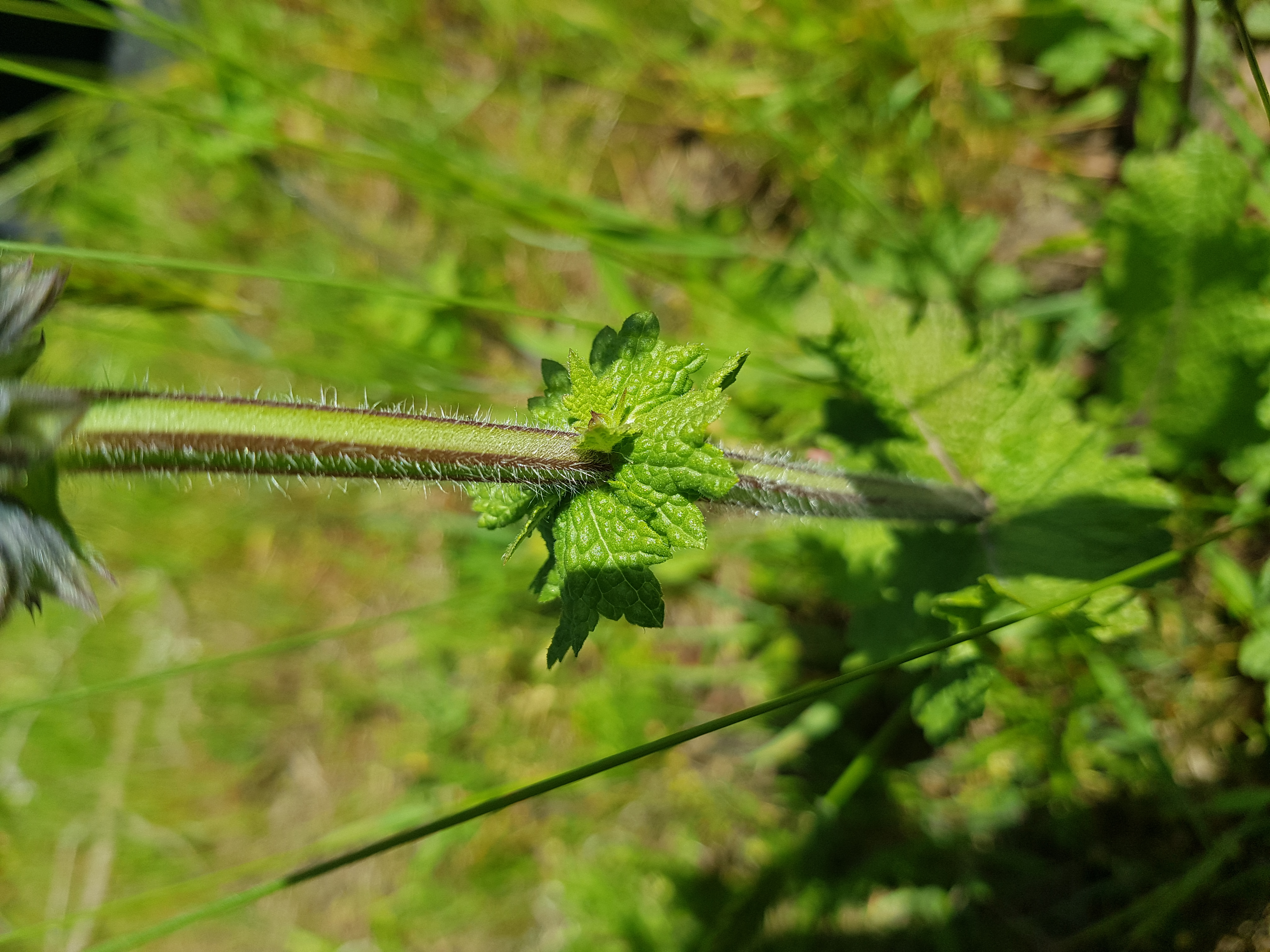 Feuilles de Salvia verbenaca