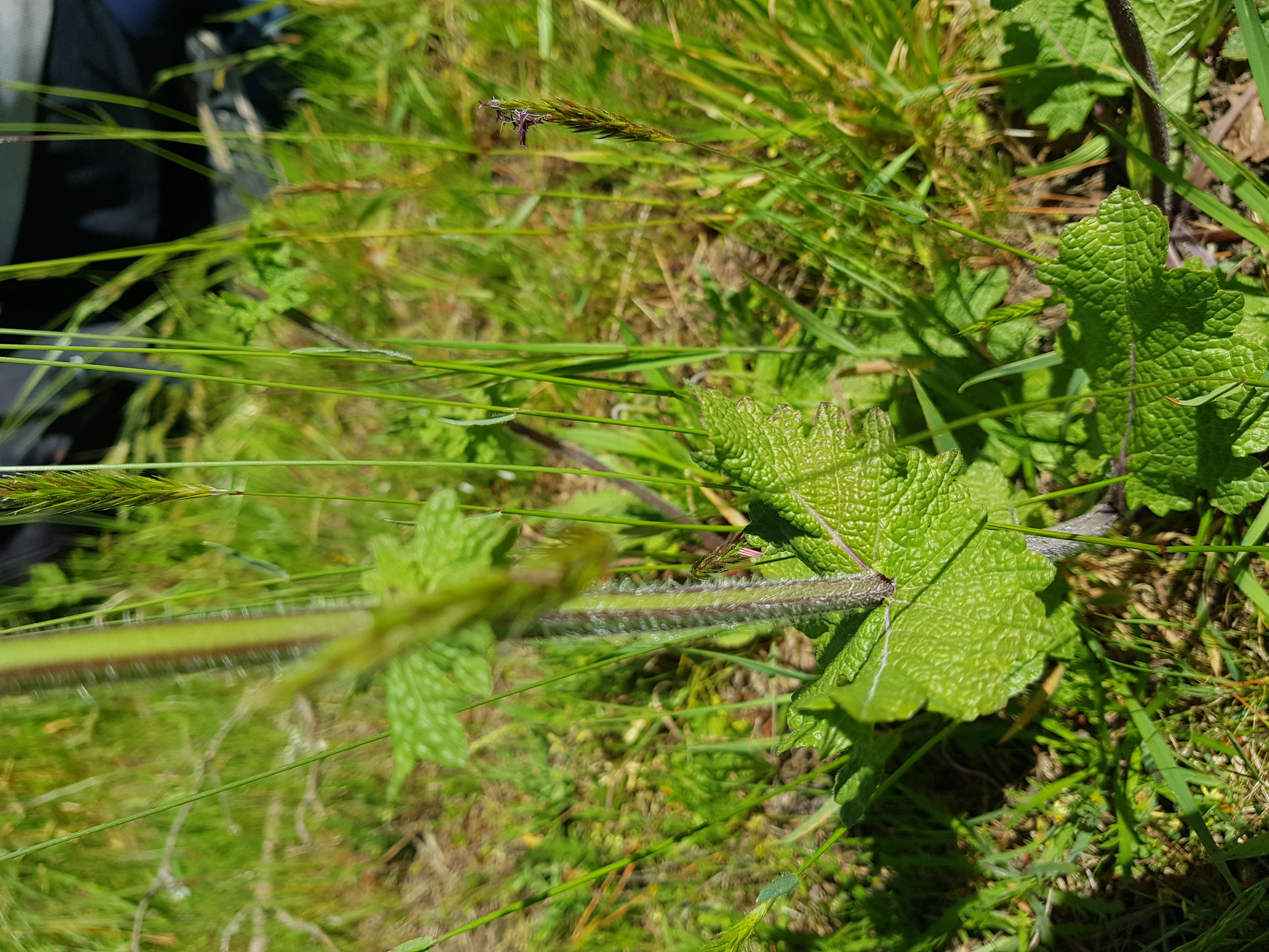 Feuilles de Salvia verbenaca